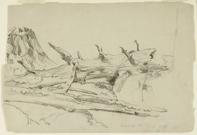 Study of a Fallen Tree Trunk, Catskill Mountains, New York, 1857 by Asher Brown Durand